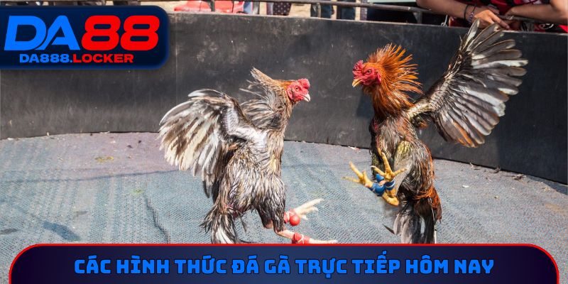 Các hình thức đá gà trực tiếp hôm nay
