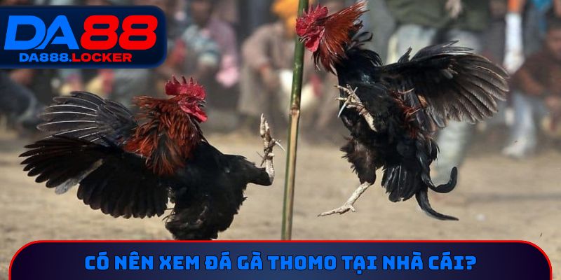 Có nên xem đá gà Thomo tại nhà cái?