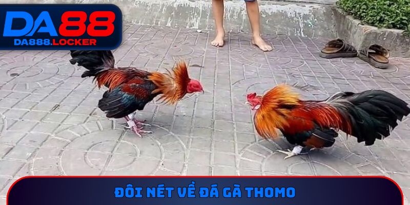 Đôi nét về đá gà Thomo