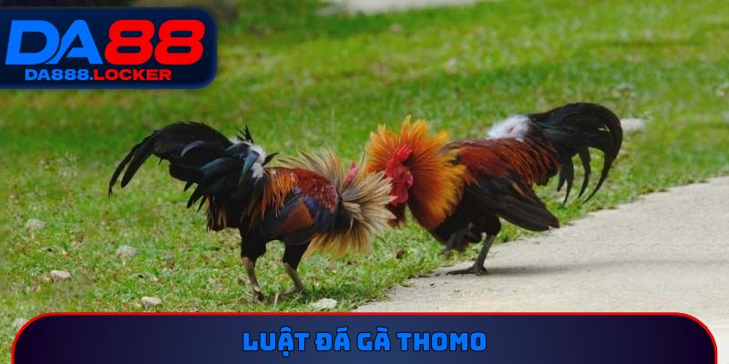 Luật đá gà Thomo