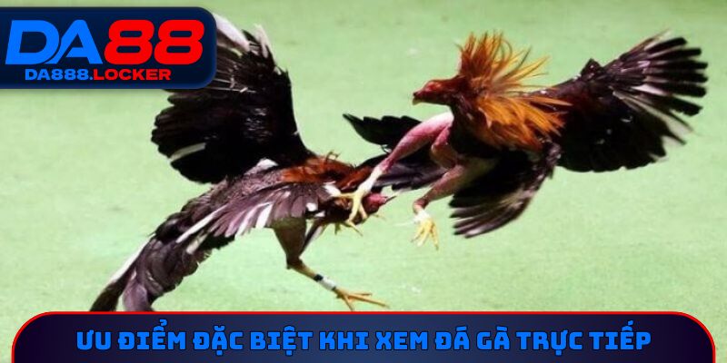 Ưu điểm đặc biệt khi xem đá gà trực tiếp