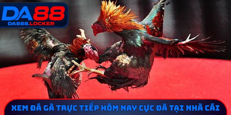 Xem đá gà trực tiếp hôm nay cực đã tại nhà cái